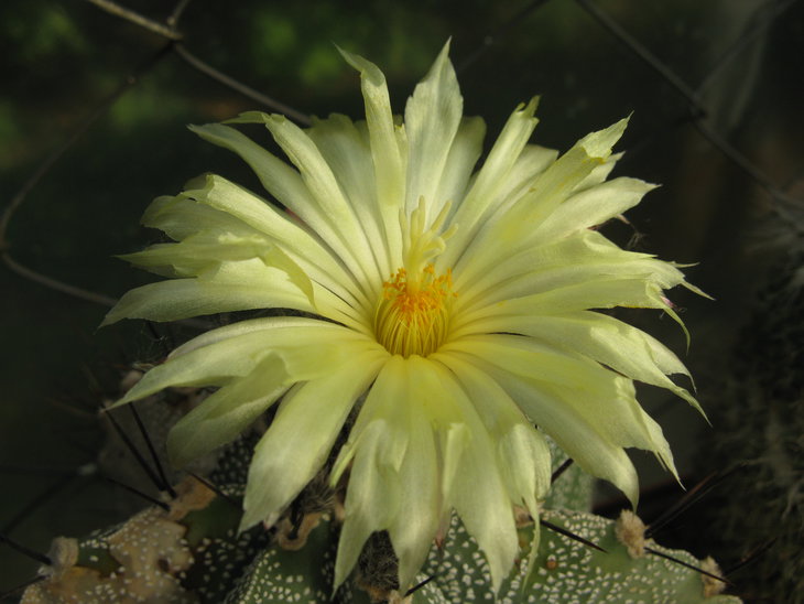 A.ornatum