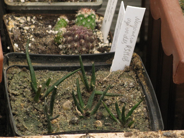 Neogom. agavoides RS 1308