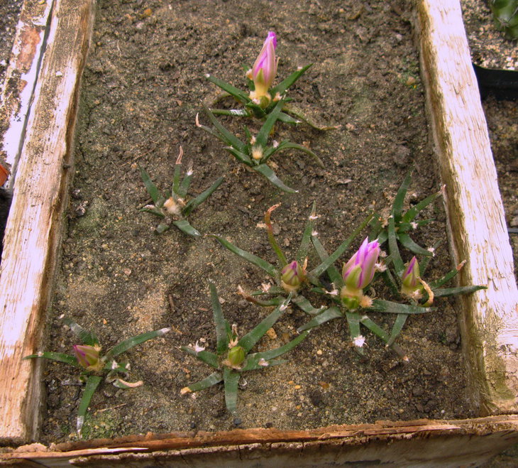 Neogom. agavoides