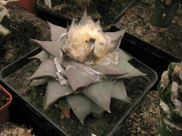 A.confusus PP 420