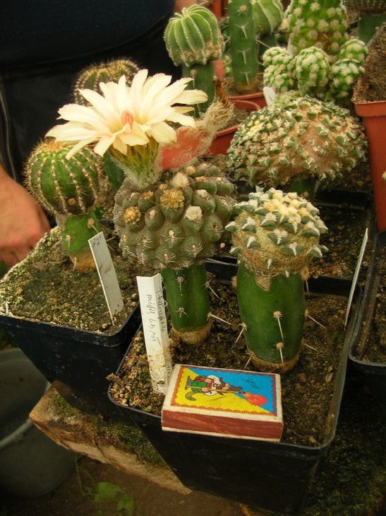 DSCN6500.JPG