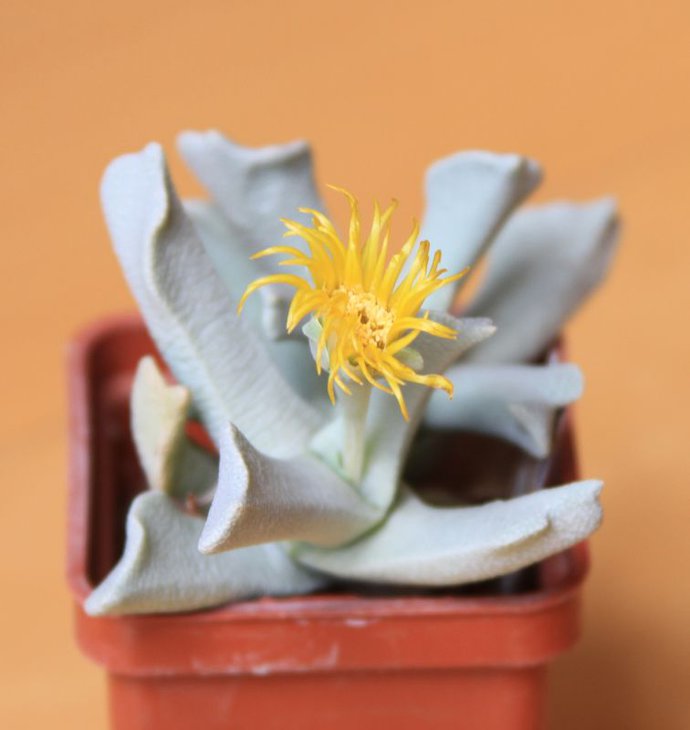 Schwantesia borcherdsi