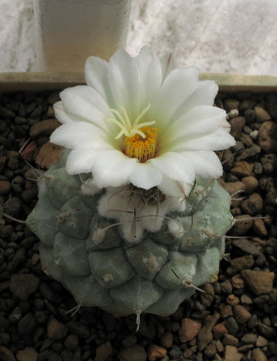 Strombocactus disciformis.jpg
