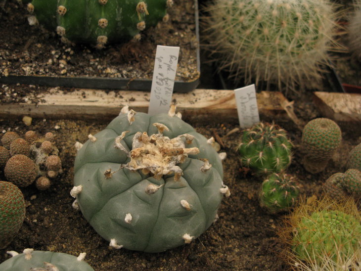 Lophophora fricii