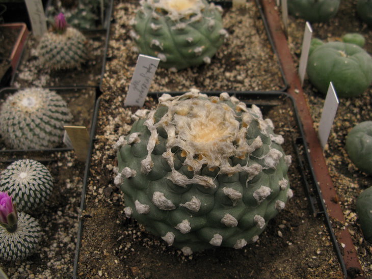 L.jourdaniana1