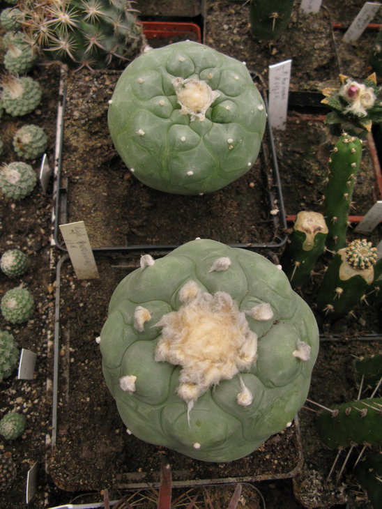Lophophora diffusa (Bravo) var. swobodaiana Halda, Kupcak und Malina