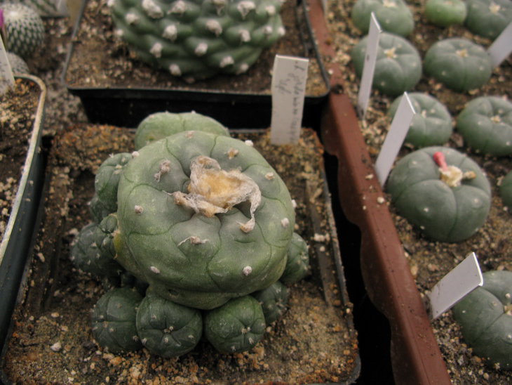 L.jourdaniana v.caespitosa.