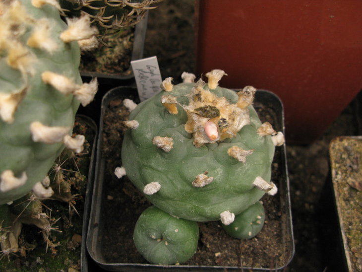 L.lutea, Haberman