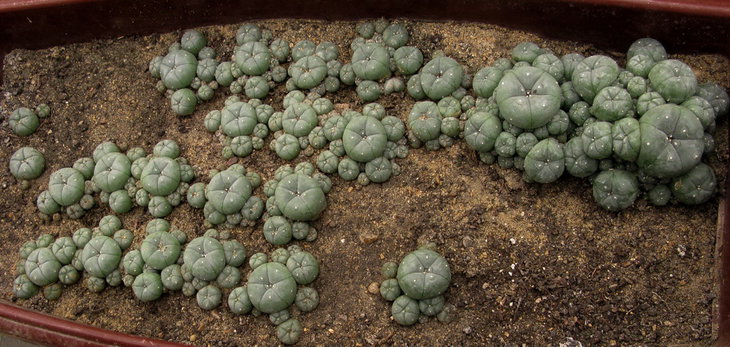 L.w.v.caespitosa