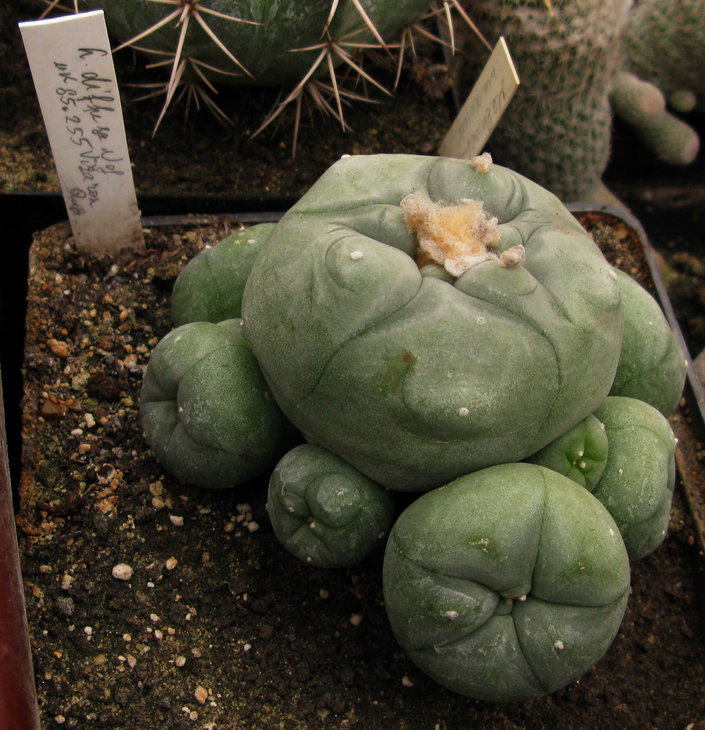 Lophophora diffusa MK 85.255 Vizarron. Qro