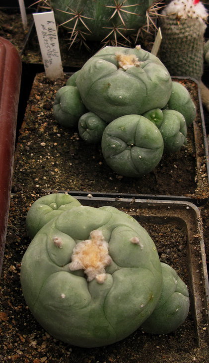 Lophophora diffusa MK 85.255 Vizarron