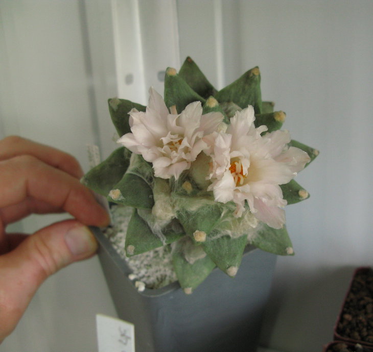 A.ret.ssp.scapharostroides VZD 125