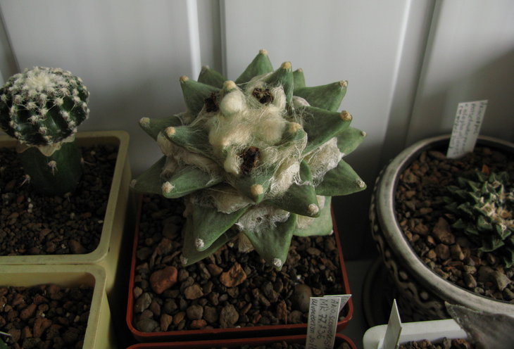 A.ret.ssp.scapharostroides VZD 125