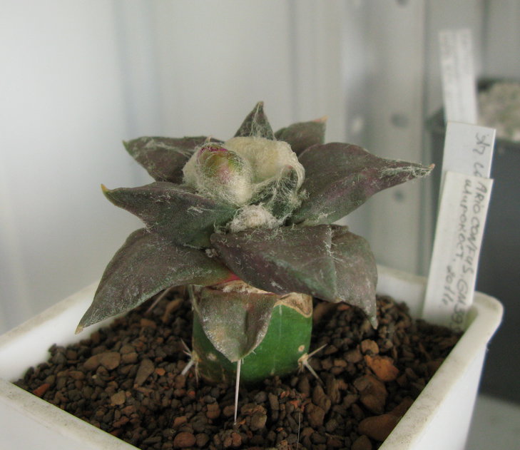 A.confusus GM 395