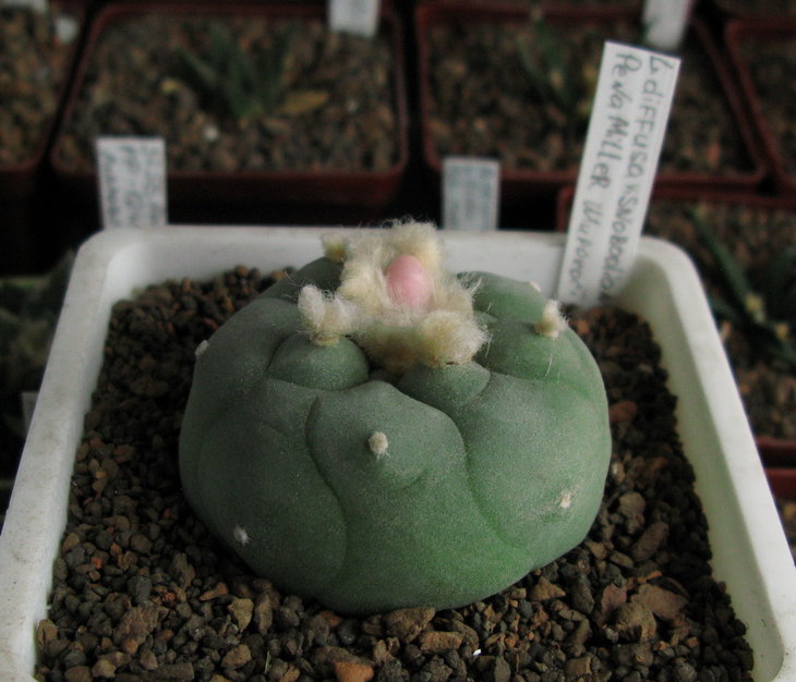 Lophophora diffusa var. swobodaiana Grim.