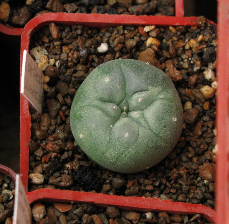 Малохлорофильная L.decipiens