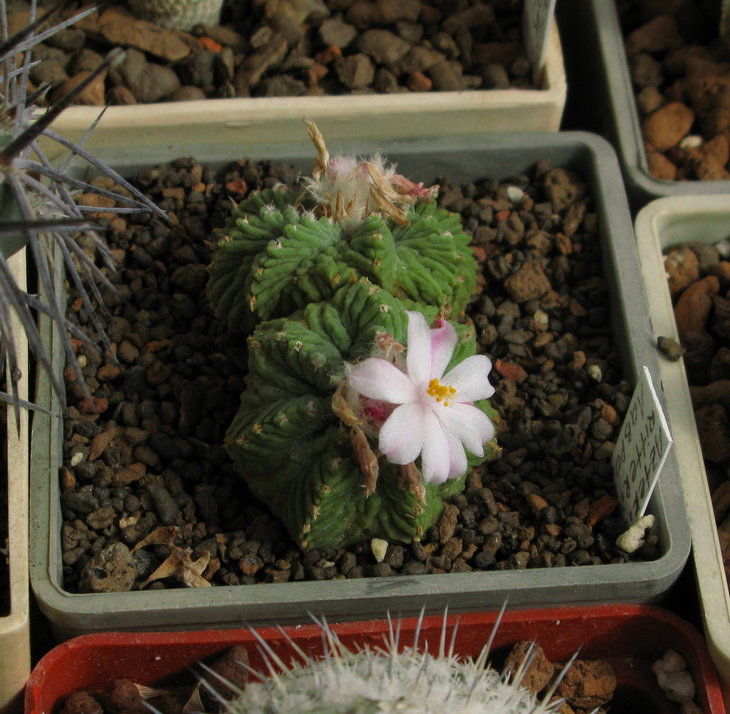 Aztekium ritteri дихотомия