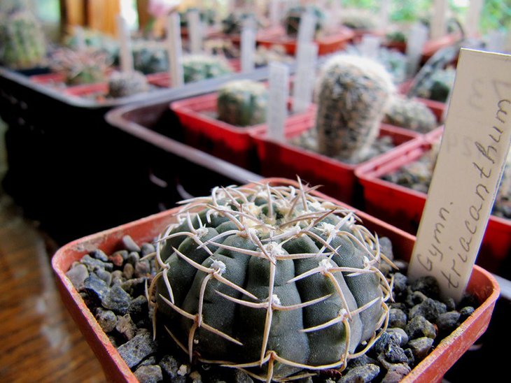 Gymnocalycium triacanthum P124