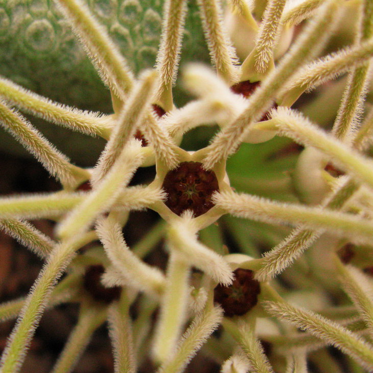 Pseudolithos cubiformis (Bally) Bally