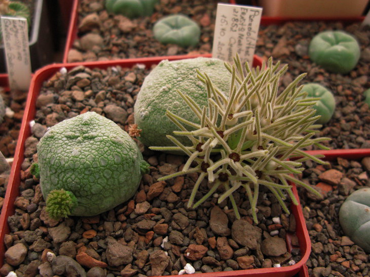 Pseudolithos cubiformis (Bally) Bally