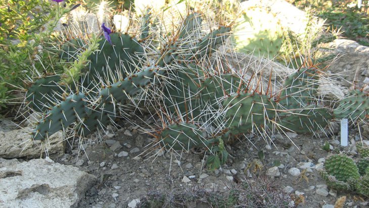 m pottsii.JPG