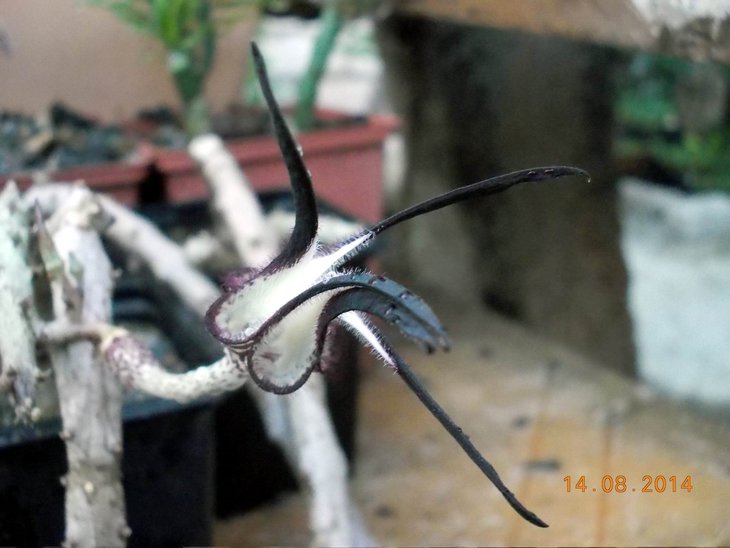 Ceropegia stapelieformis