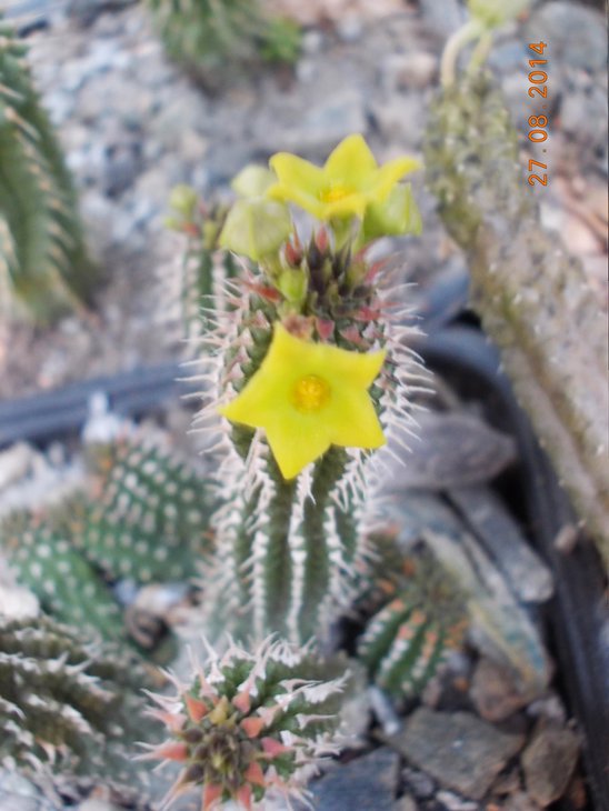 Echidnopsis chrysantha