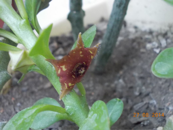 Frerea indica