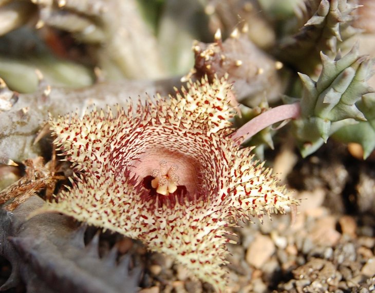 Huernia hystrix