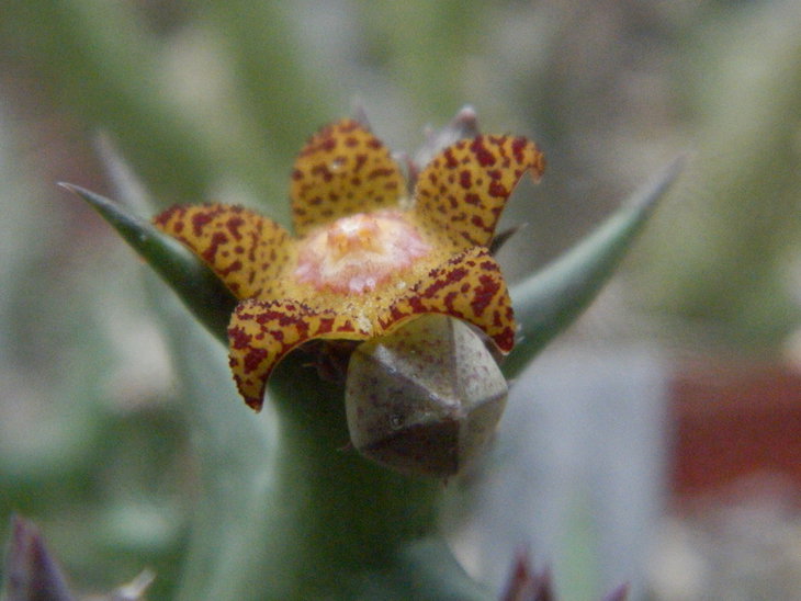 Orbea schweinfurthii1.JPG