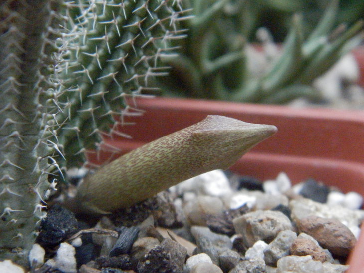 Tavaresia grandiflora.JPG
