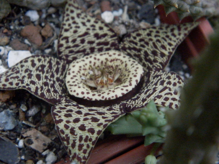 Orbea variegata1.JPG