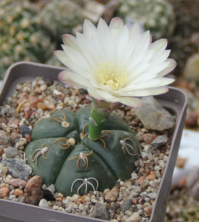 Gymnocalycium denudatum angulatum PR780