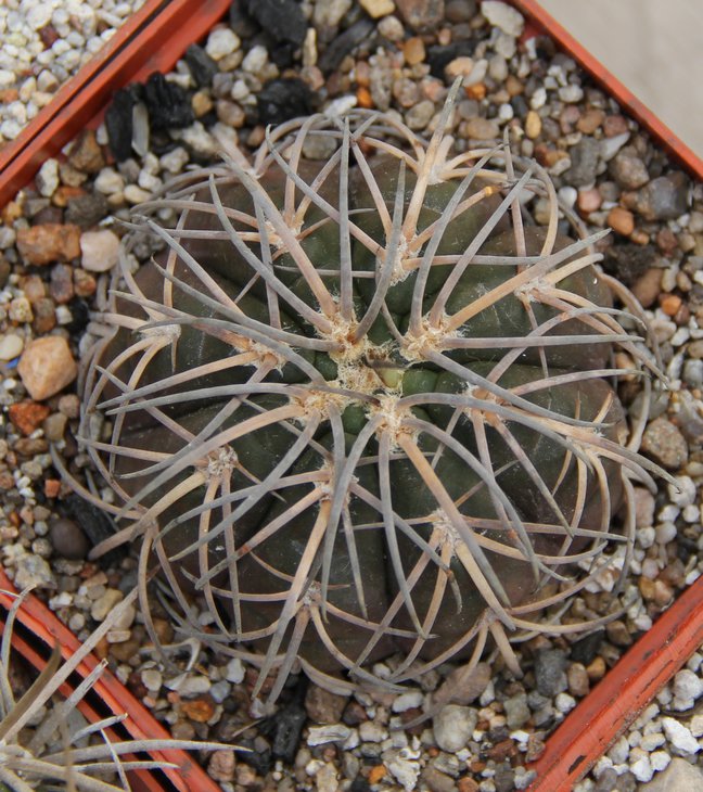 Gymnocalycium spegazzinii major Cachi
