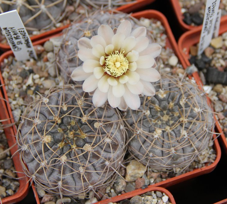 Gymnocalycium sp.VG411.1 (borthii nogolense)