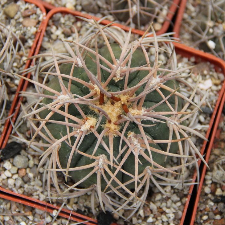Gymnocalycium spegazzinii VS103