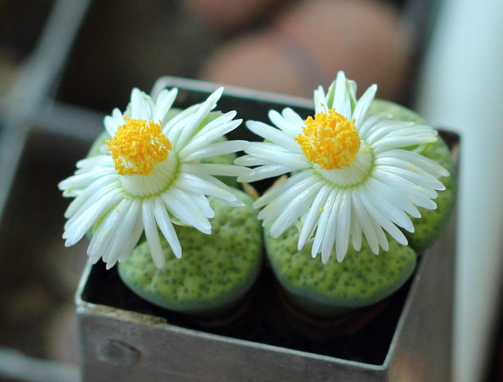 fulviceps &quot;Aurea&quot;