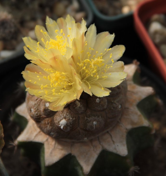 Copiapoa hypogaea cv. lizard skin