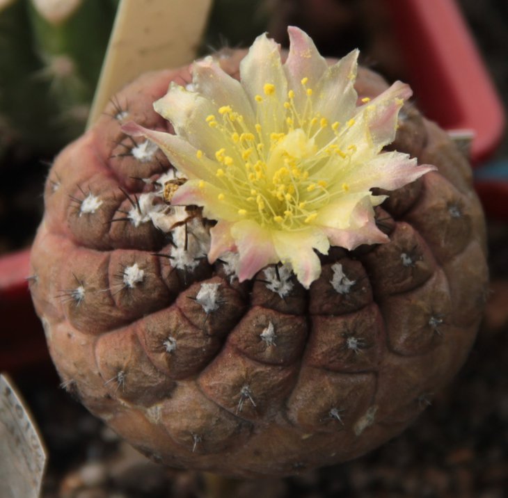 Copiapoa hypogaea