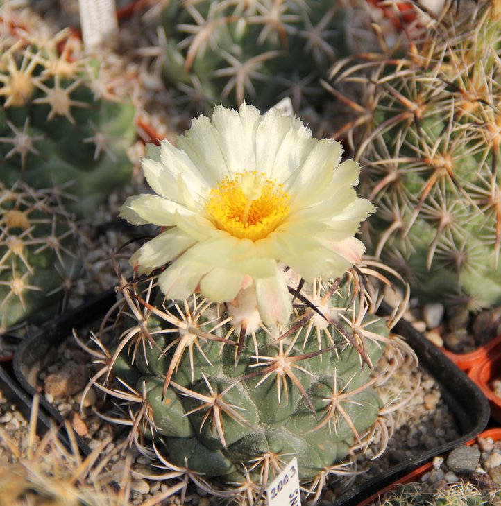 Coryphantha tripugionacantha.JPG