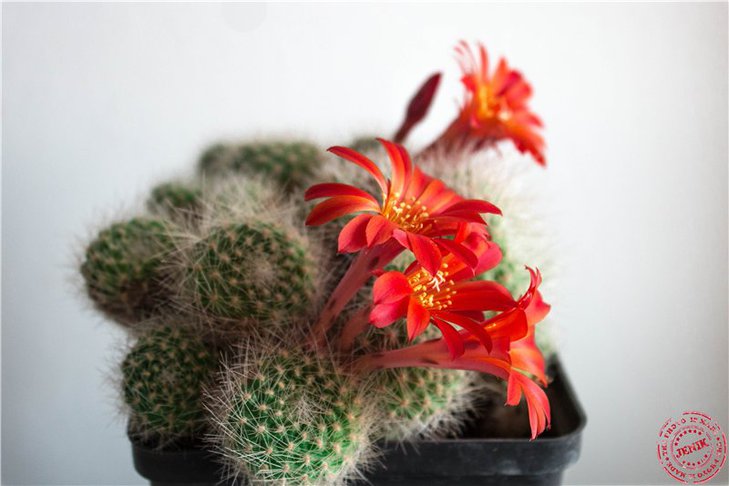 Rebutia