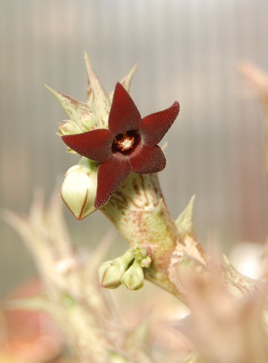 Caralluma hesperidum - цветет ежегодно,в этом году особенно рясно