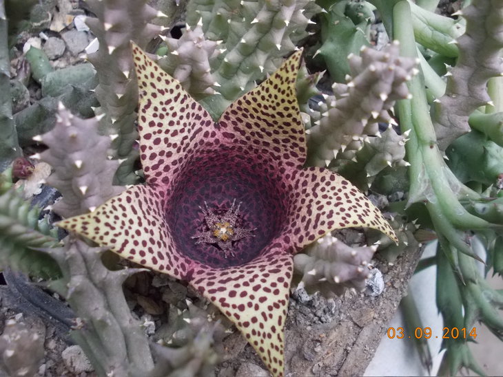 Tavarorbea