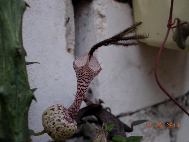 DSCN2200.JPG