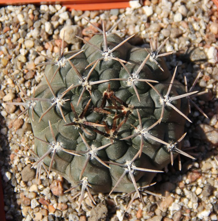 Gymnocalycium borthii WP63-78 Zanjitas S.L