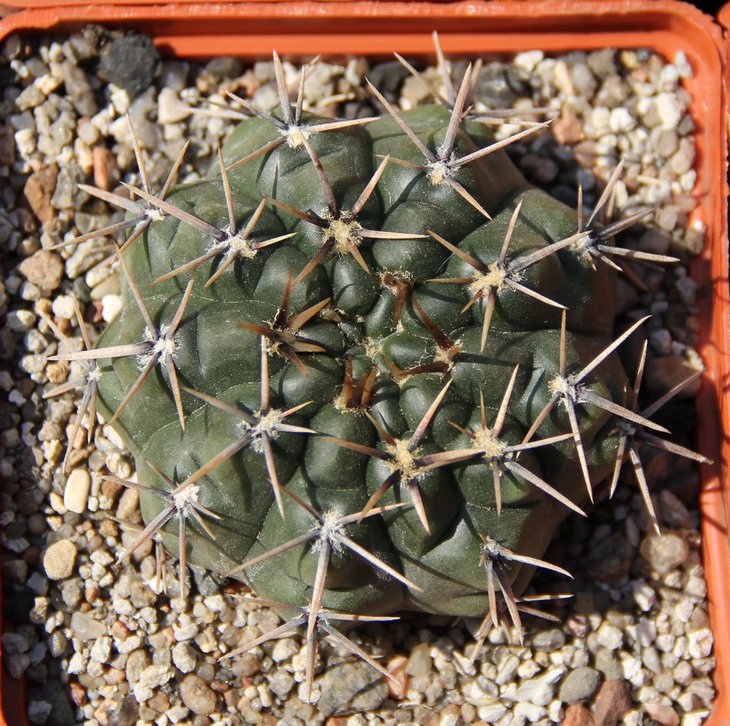 Gymnocalycium borthii WP63-78 Zanjitas S.L
