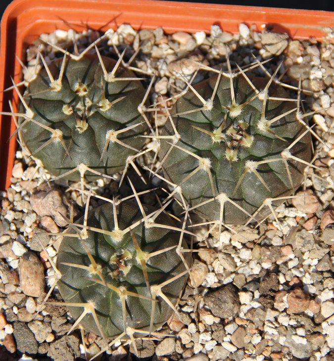 Gymnocalycium riojense guasayanense VG1094