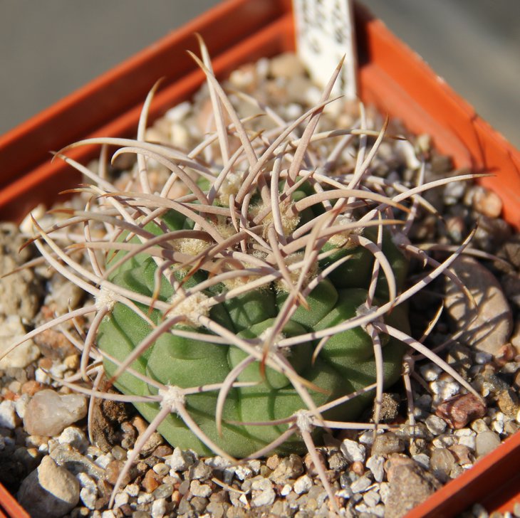 Gymnocalycium ferox VG725