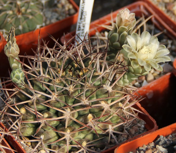 Gymnocalycium schikendantii bergeri