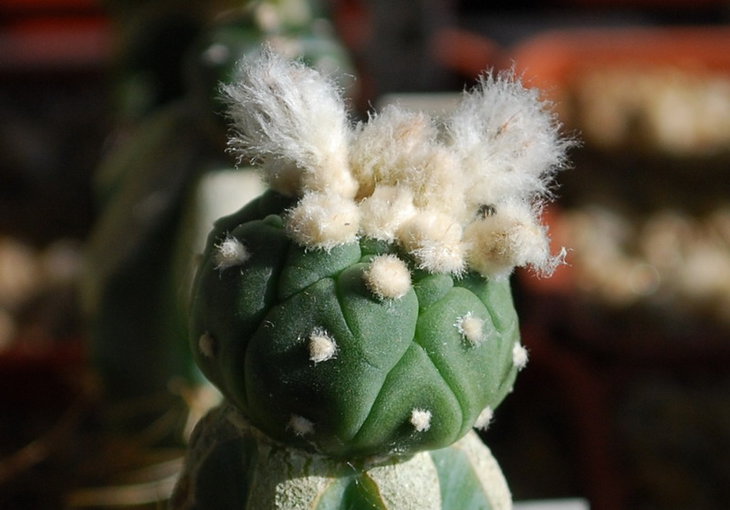 DSC_1096  A. ast. cv. Kikko.jpg